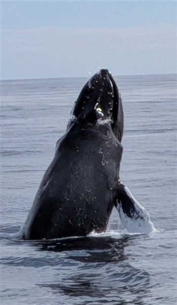 Islands Of Cape Cod With Seal & Whale Cruise