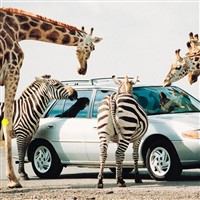 Niagara Fall & African Safari, Ontario
