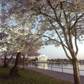 Odyssey Cruise & Cherry Blossoms 26
