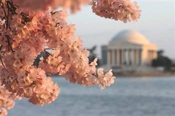 Cherry Blossom Tour In Washington - DC