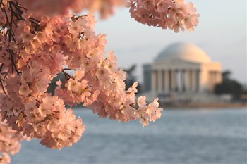 Cherry Blossom Tour In  -  Washington, DC