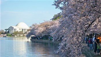 Cherry Blossom Cruise On Odyssey Boat - DC
