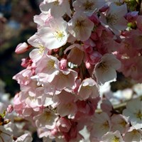 Cherry Blossom Tour In Washington, DC  2022