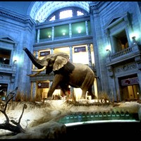 Washington DC Zoo Or Smithsonian - 2022