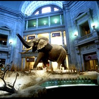 Washington DC -Smithsonian Or DC Zoo