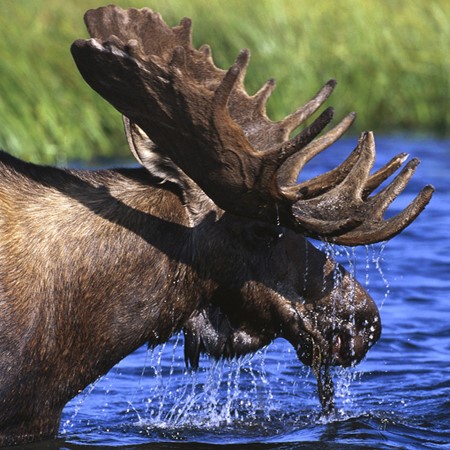 Moose Adventure In Rangeley, Maine