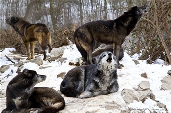 Wolf Sanctuary With Roots Market & Bake Shop