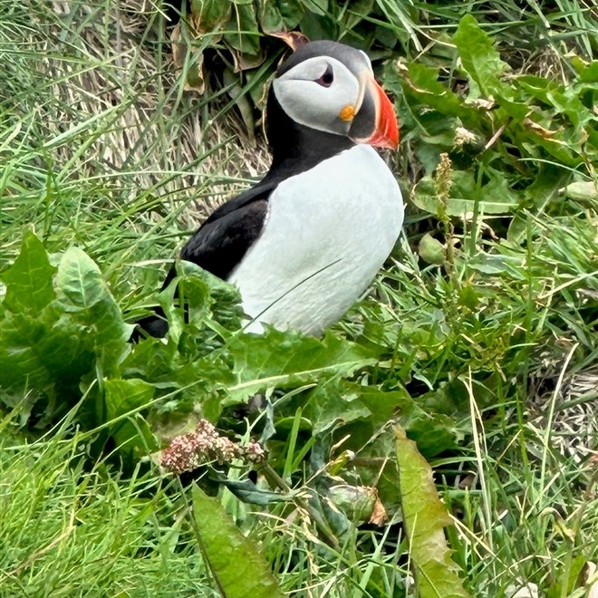 Iceland - Land of Fire & Ice with Puffin Birds