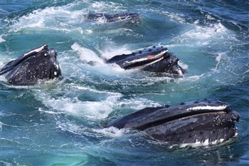 Cape Cod and the Islands With Whale & Seal Cruise